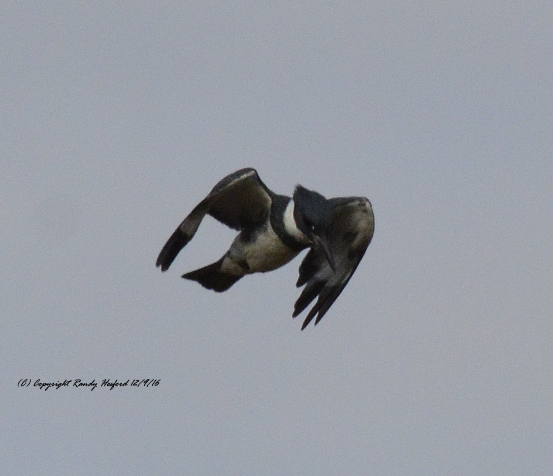 Belted Kingfisher - Randy Hesford