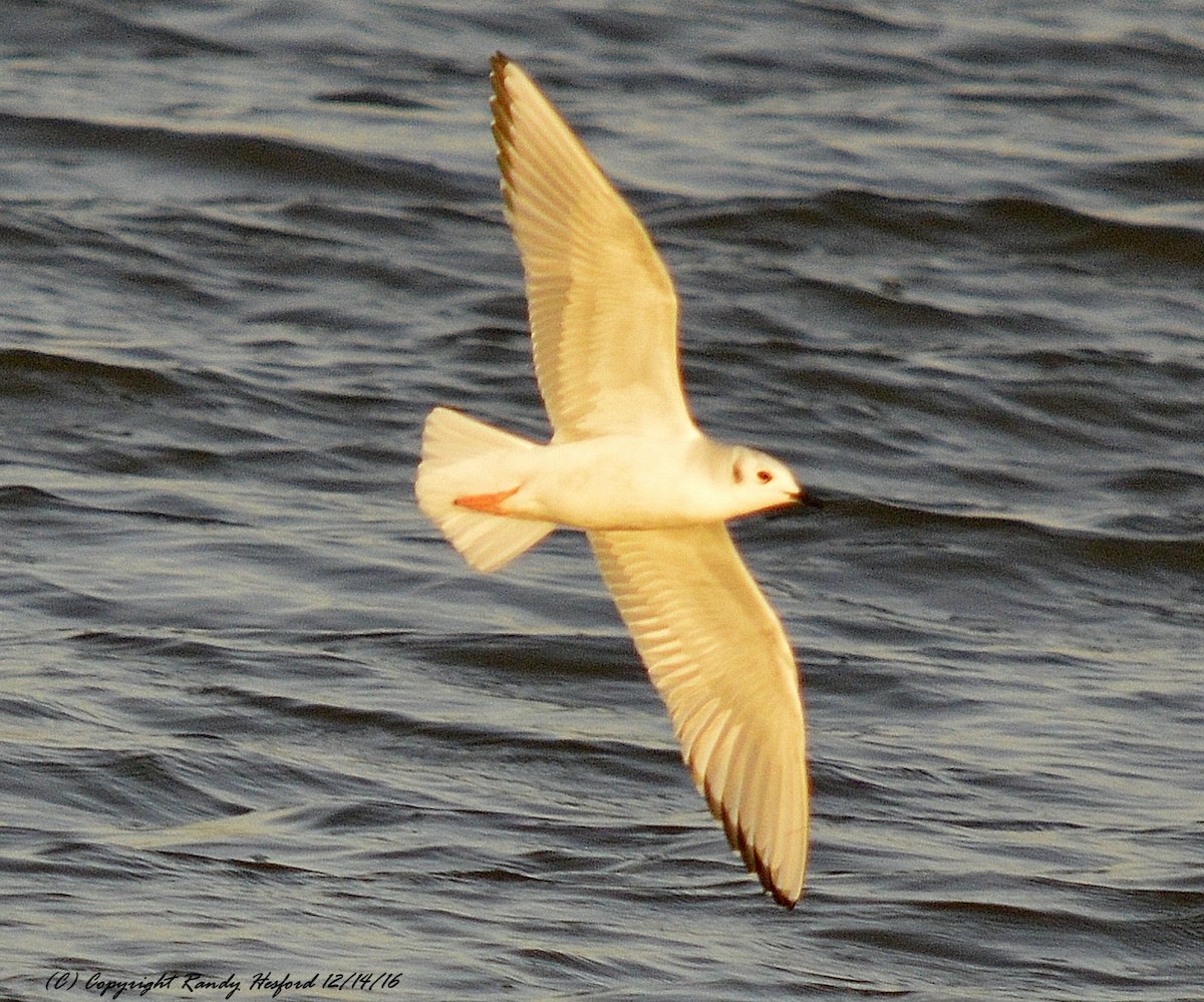 Bonaparte's Gull - Randy Hesford