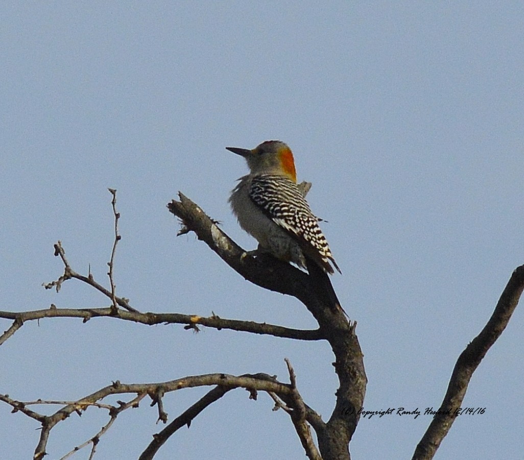 Golden-fronted Woodpecker - Randy Hesford