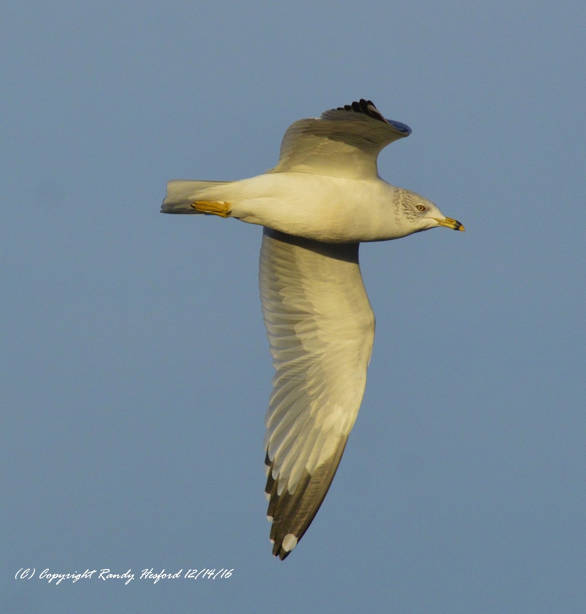 Ring-billed Gull - Randy Hesford