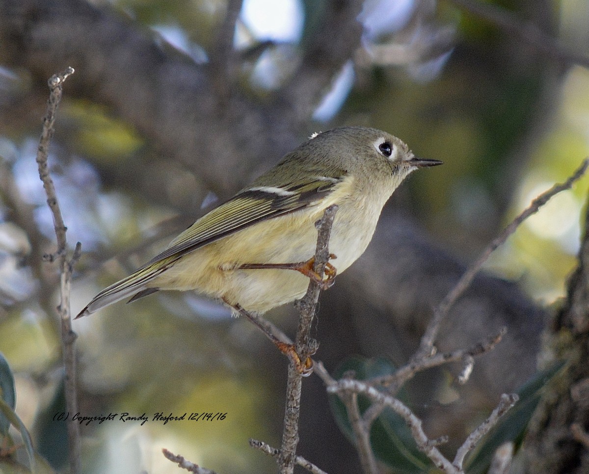 Ruby-crowned Kinglet - Randy Hesford