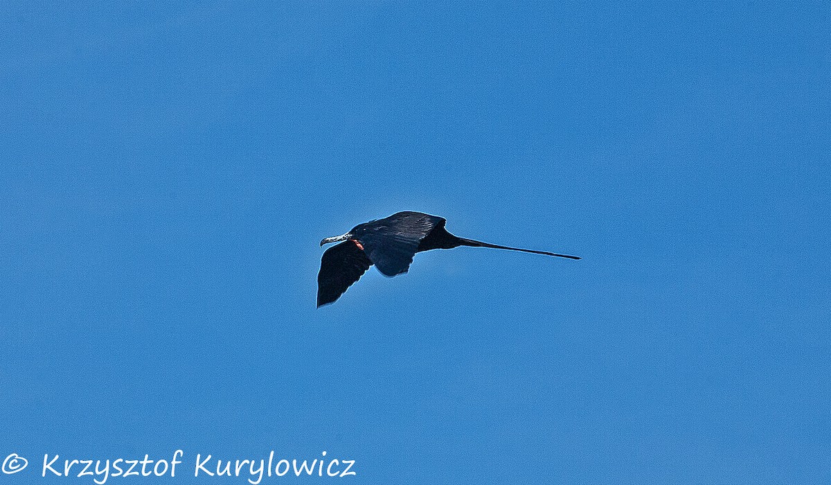 Magnificent Frigatebird - Krzysztof Kurylowicz