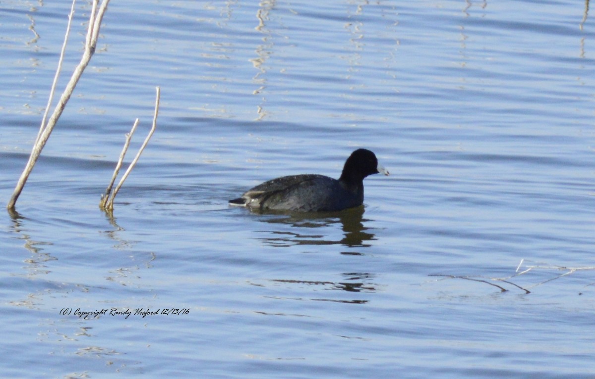 American Coot - ML131832141