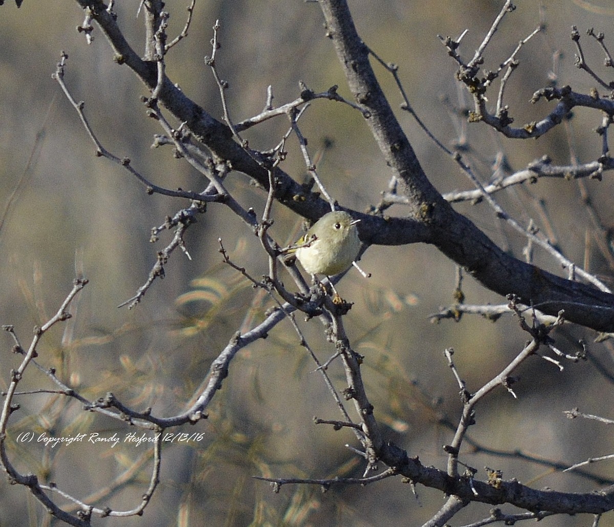 Ruby-crowned Kinglet - Randy Hesford