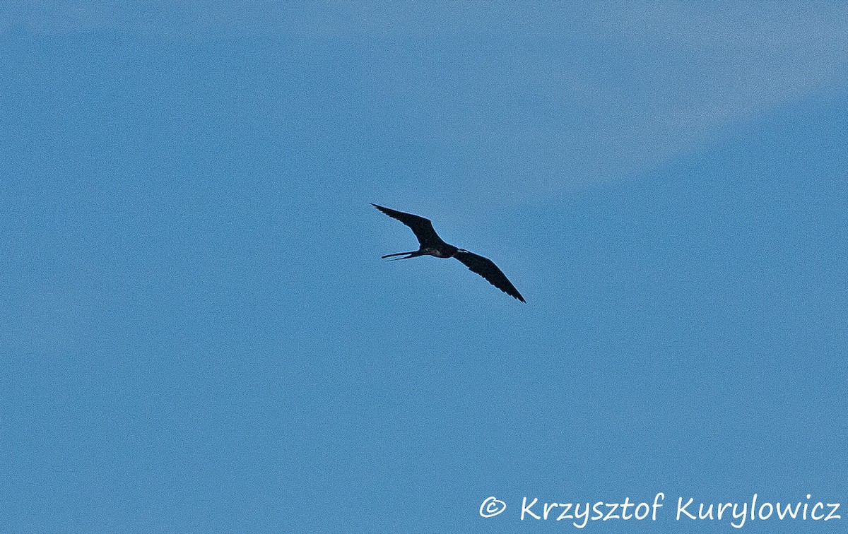 Magnificent Frigatebird - Krzysztof Kurylowicz