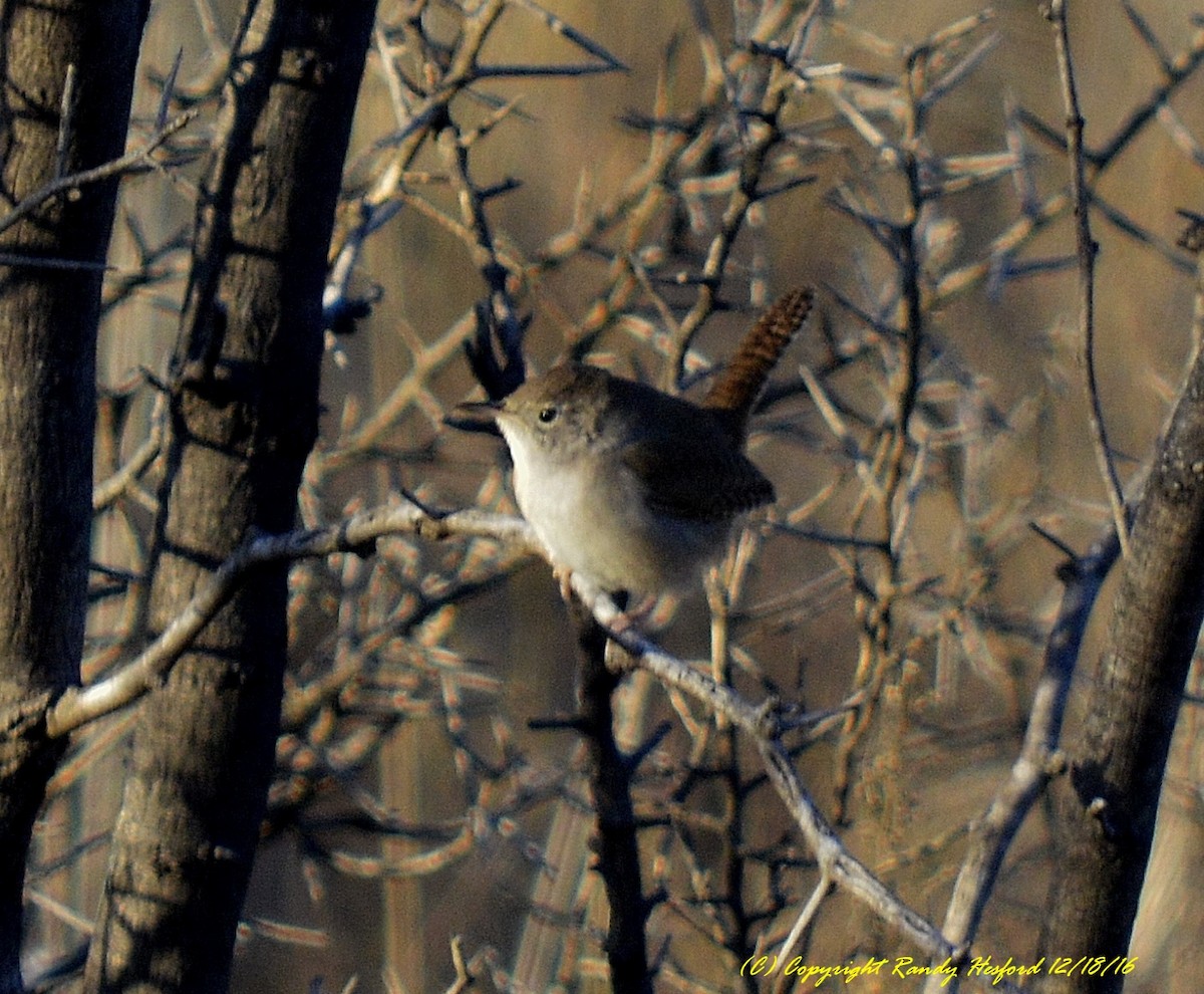 House Wren - Randy Hesford