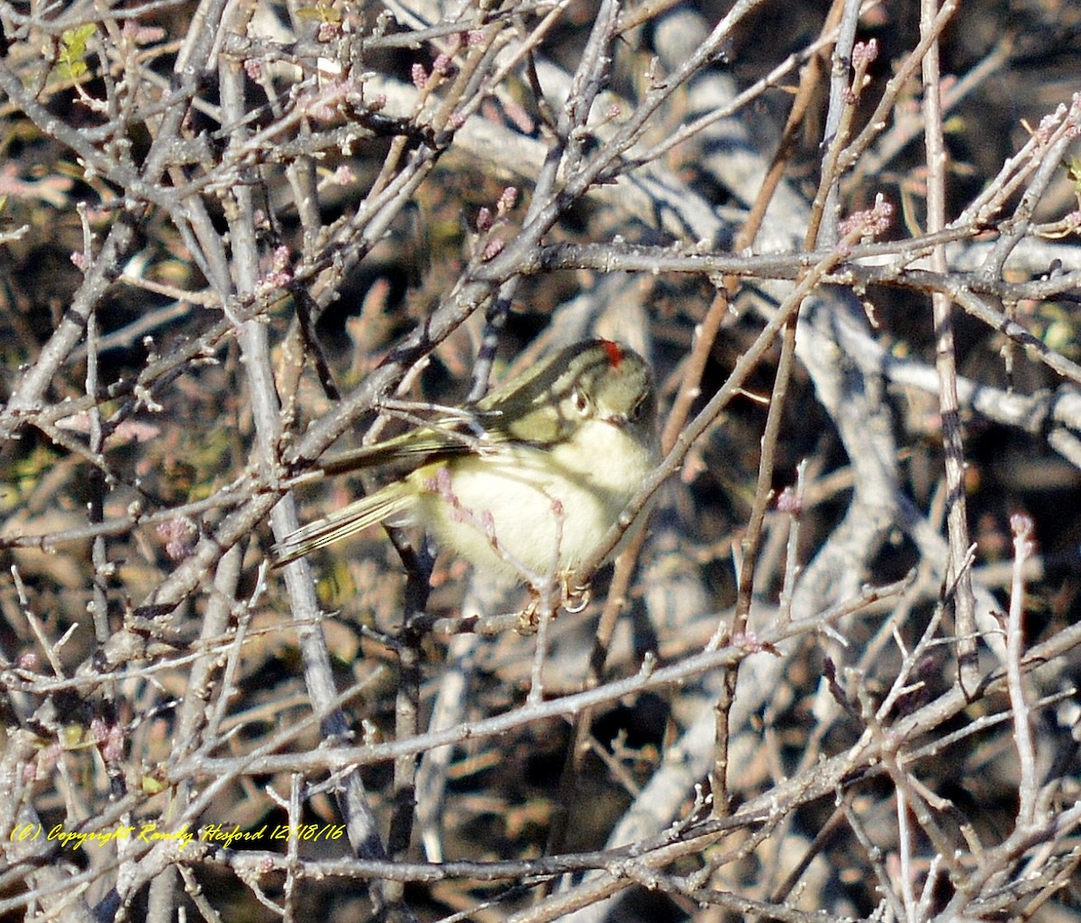 Ruby-crowned Kinglet - Randy Hesford