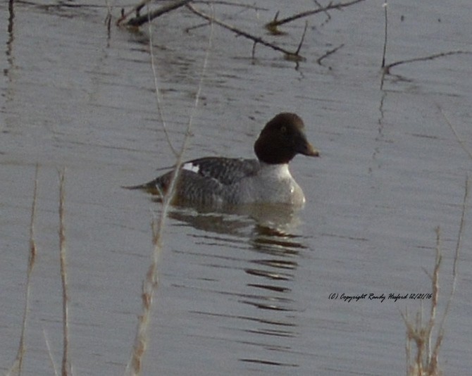 Common Goldeneye - Randy Hesford