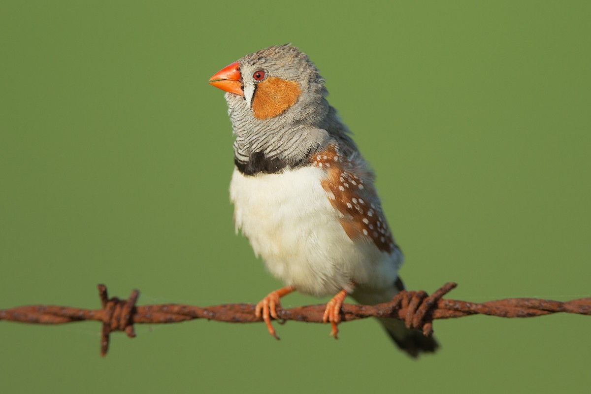 Zebra Finch - JJ Harrison