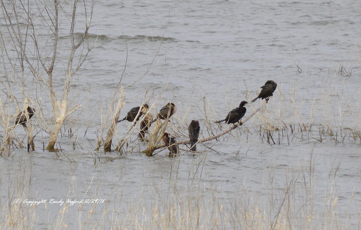 Neotropic Cormorant - Randy Hesford