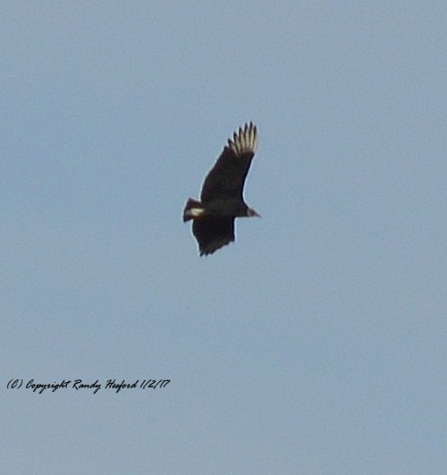 Black Vulture - ML131839191