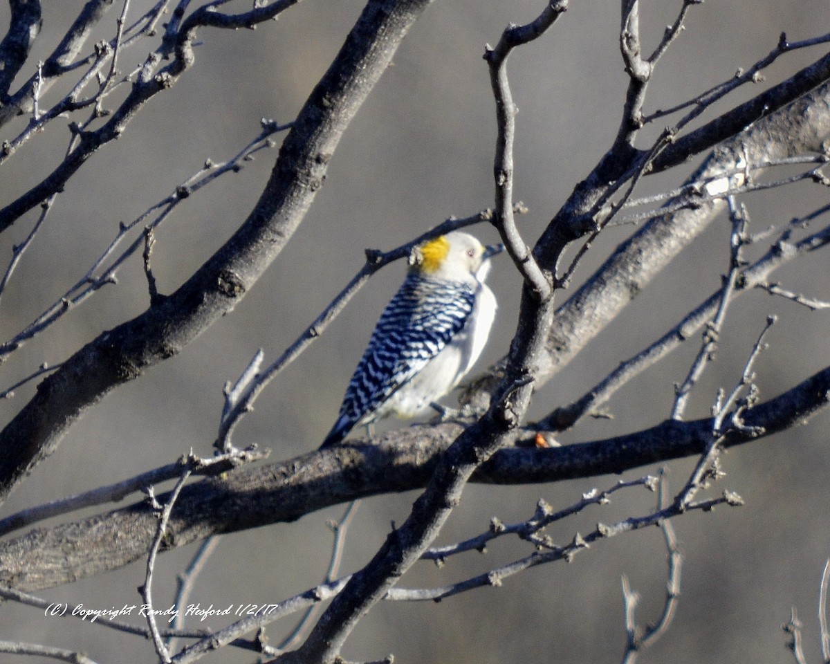 Golden-fronted Woodpecker - Randy Hesford