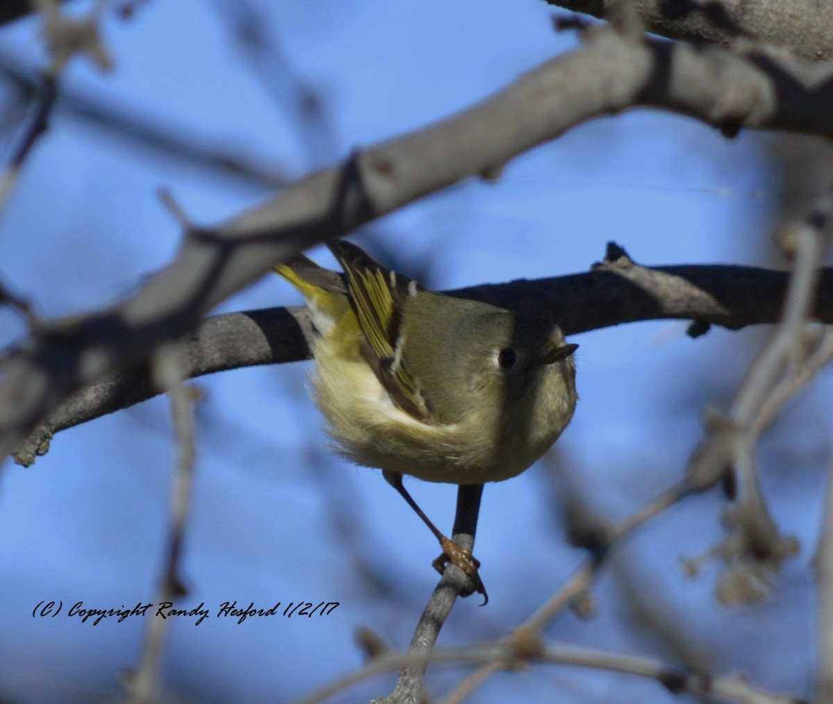 Ruby-crowned Kinglet - Randy Hesford