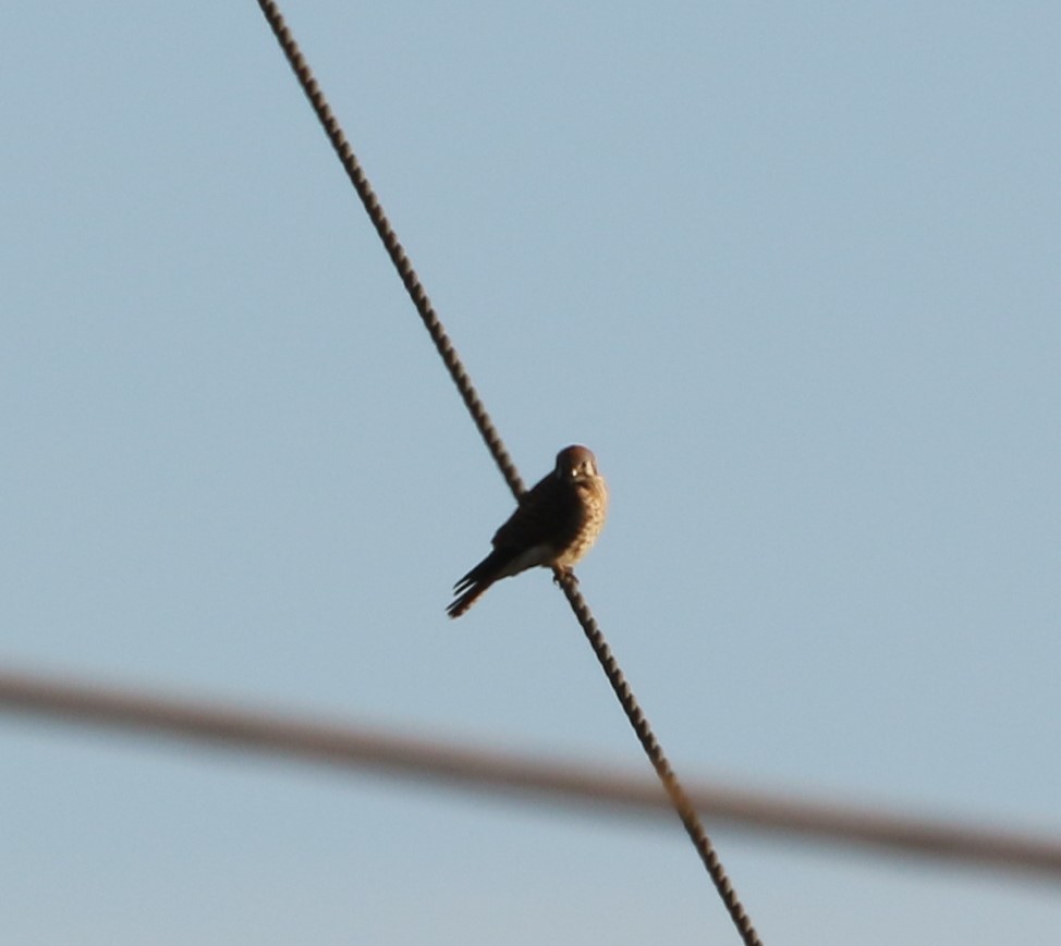 American Kestrel - ML131839591