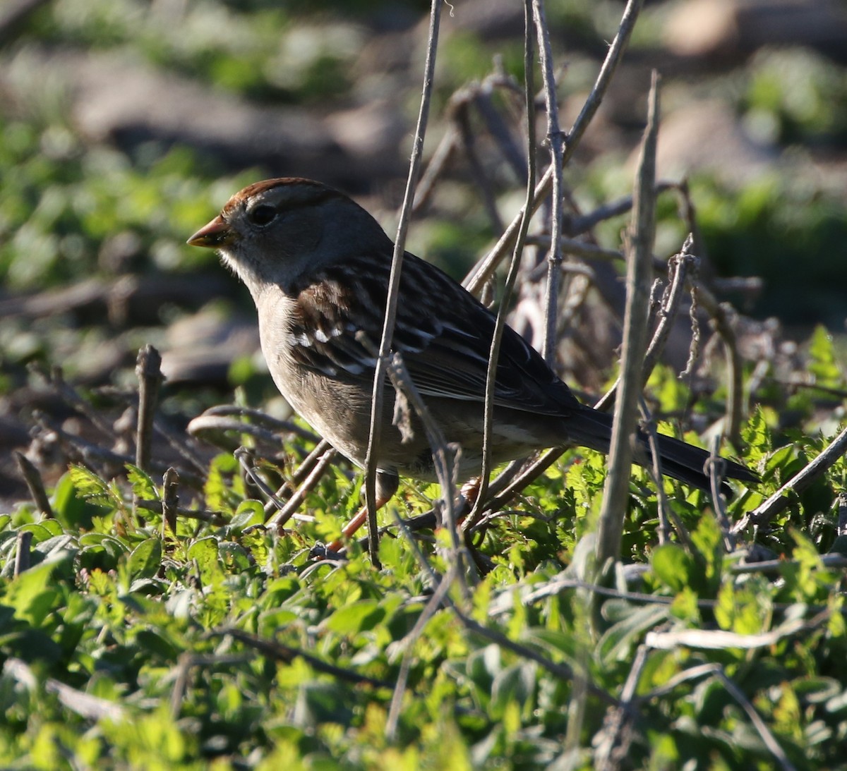 White-crowned Sparrow - Mike "mlovest" Miller