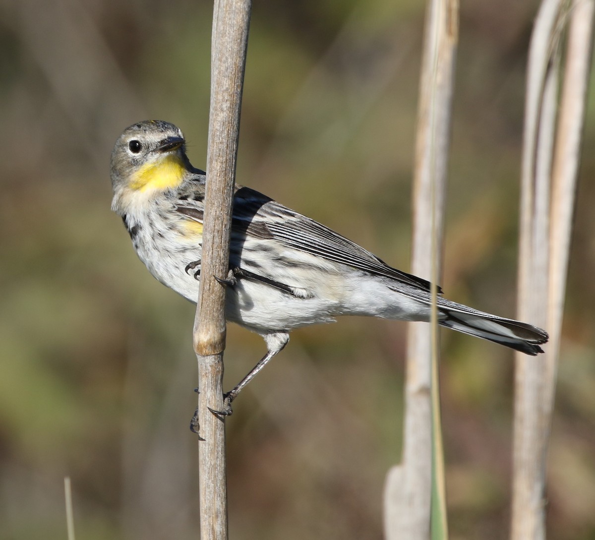 Yellow-rumped Warbler - ML131840371