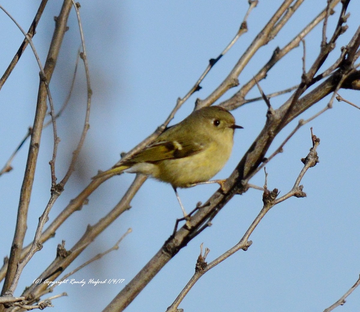 Ruby-crowned Kinglet - Randy Hesford