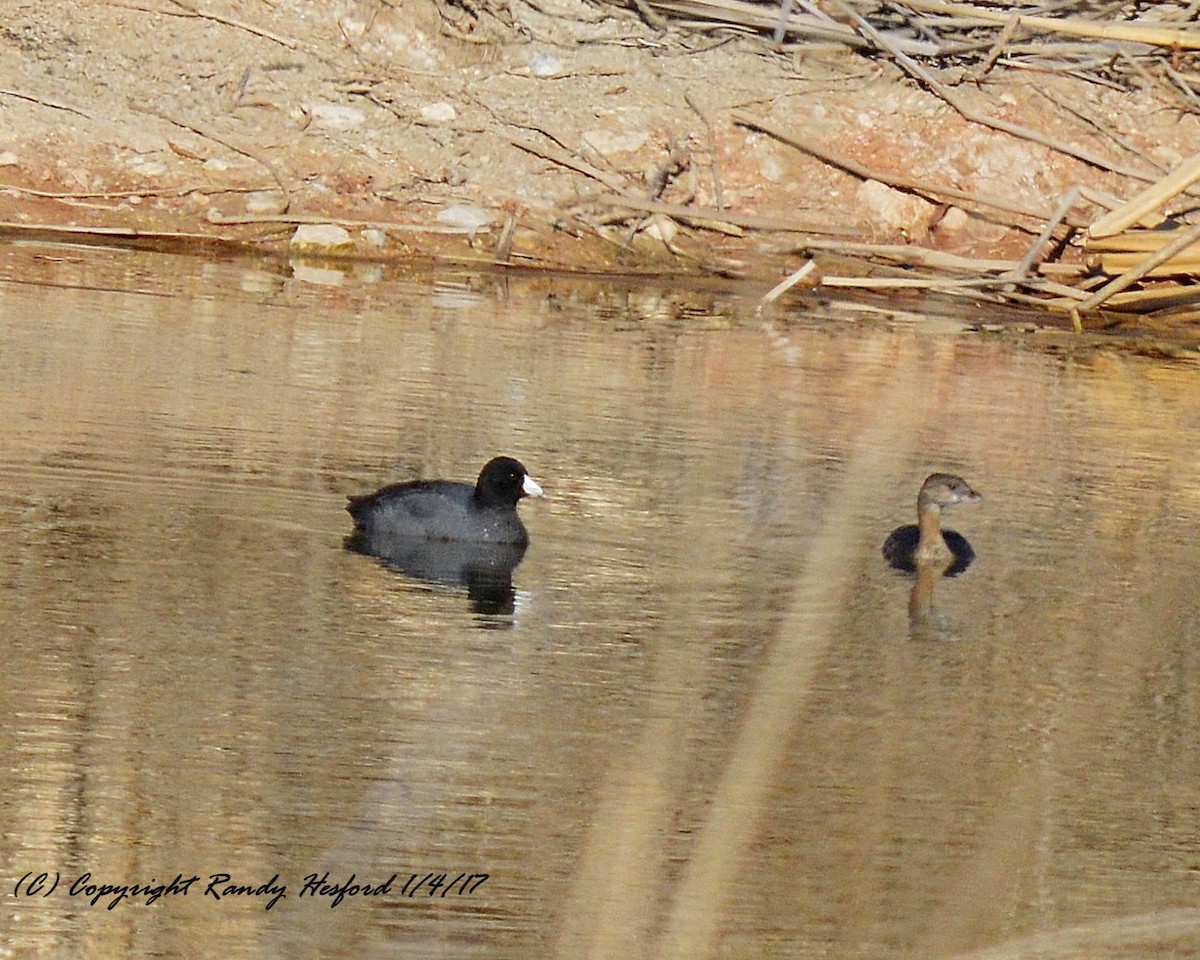 Pied-billed Grebe - ML131841111