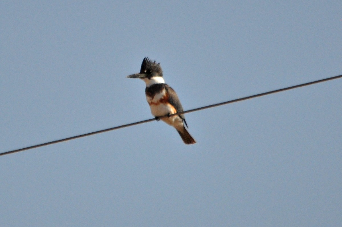 Belted Kingfisher - Ginger Spinelli