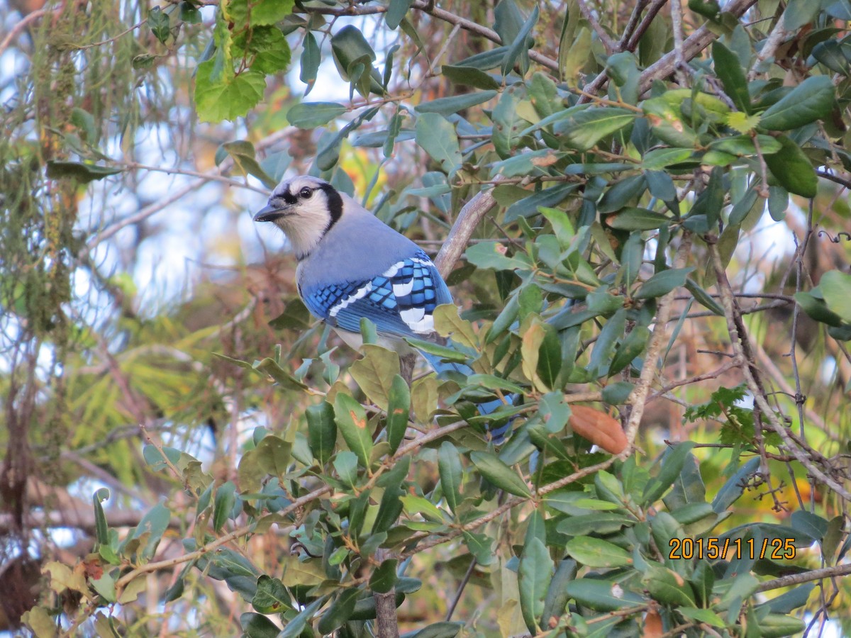 Blue Jay - ML131844601