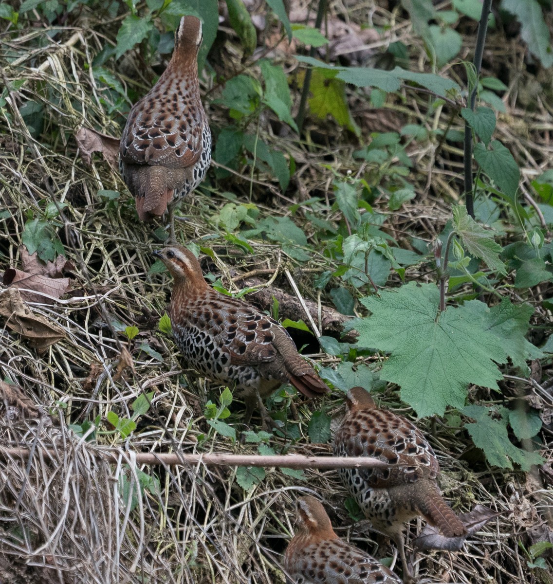 Mountain Bamboo-Partridge - Sonja Ross