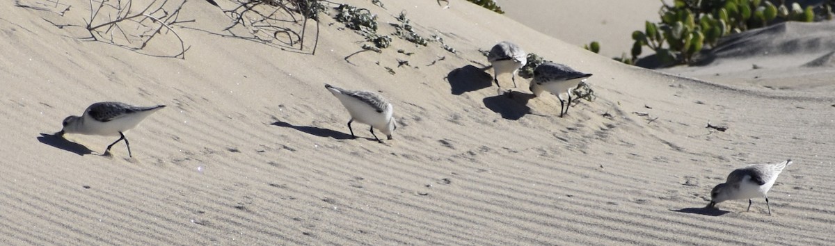 Sanderling - ML131845411
