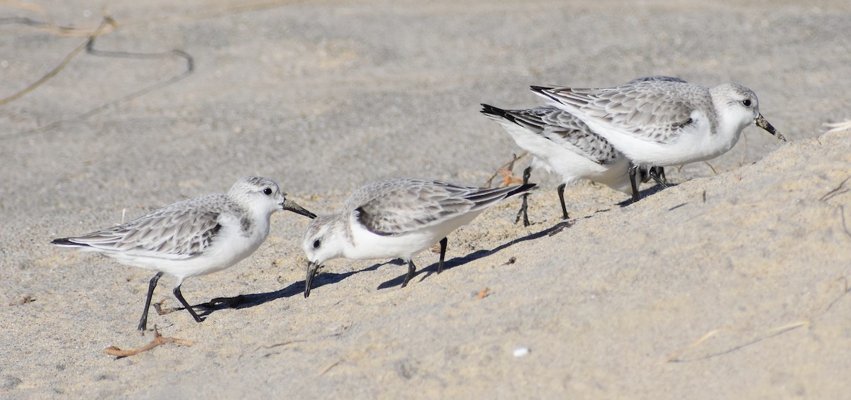 Sanderling - ML131845431