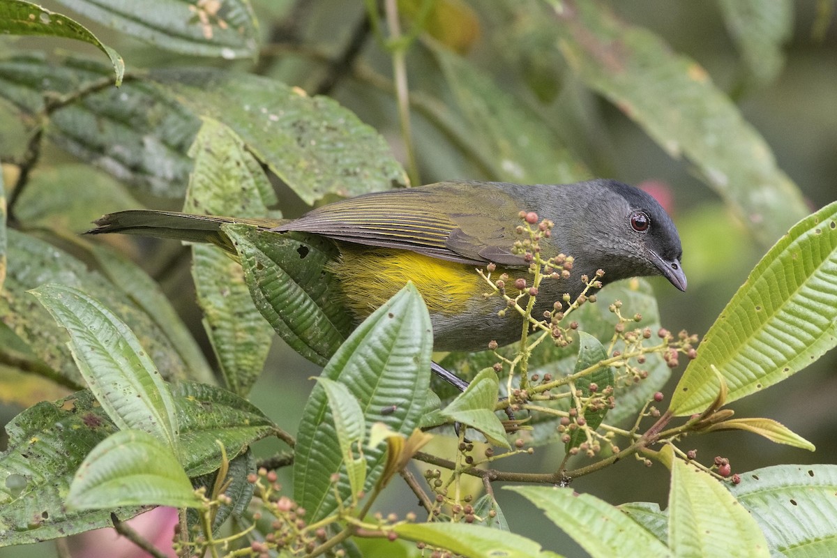 Black-and-yellow Silky-flycatcher - ML131845741