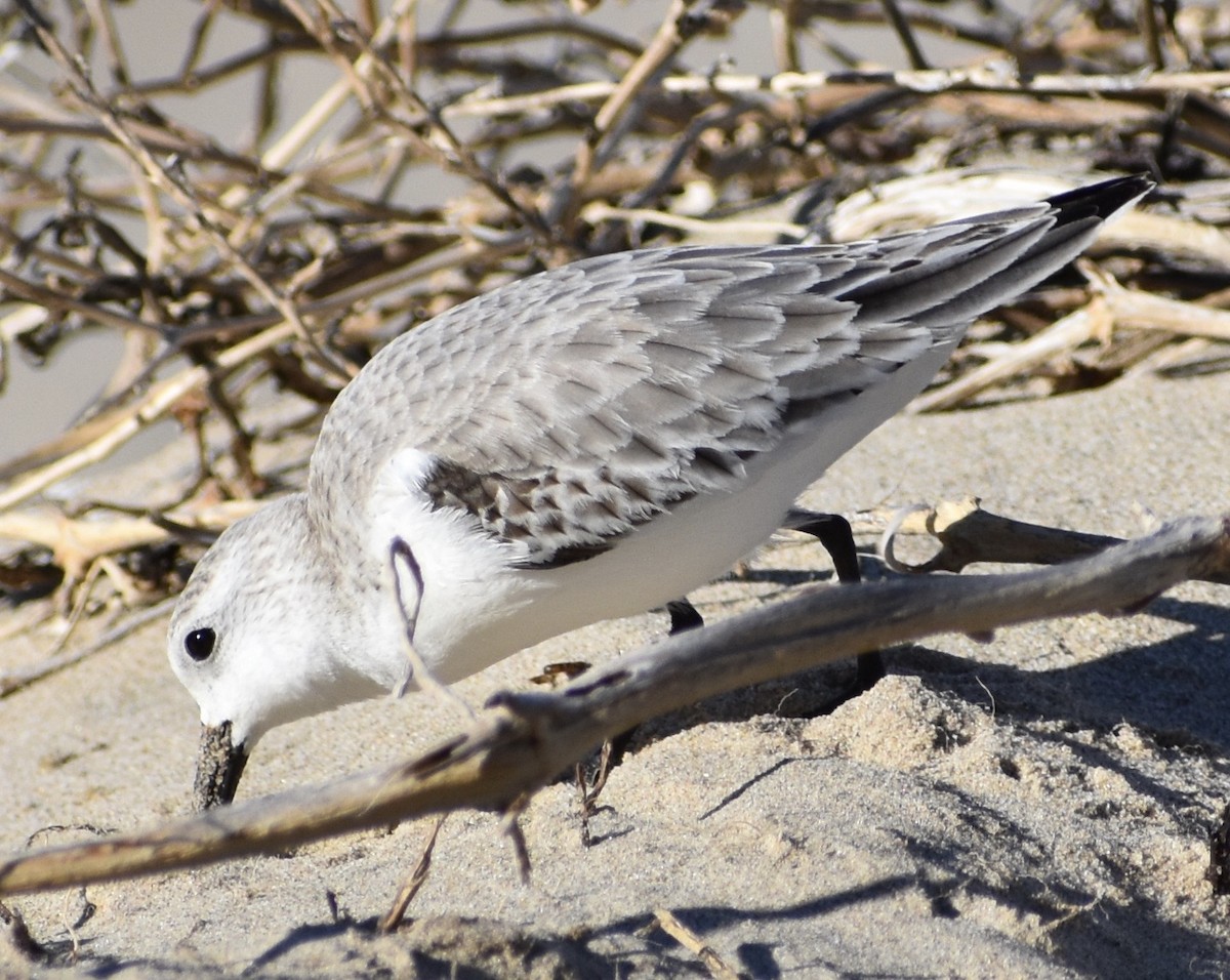 Sanderling - ML131845841