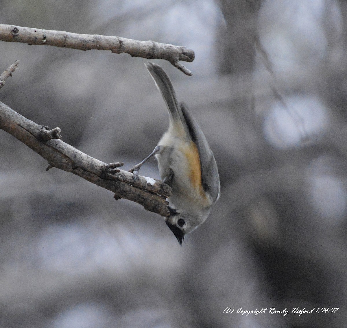 Black-crested Titmouse - Randy Hesford