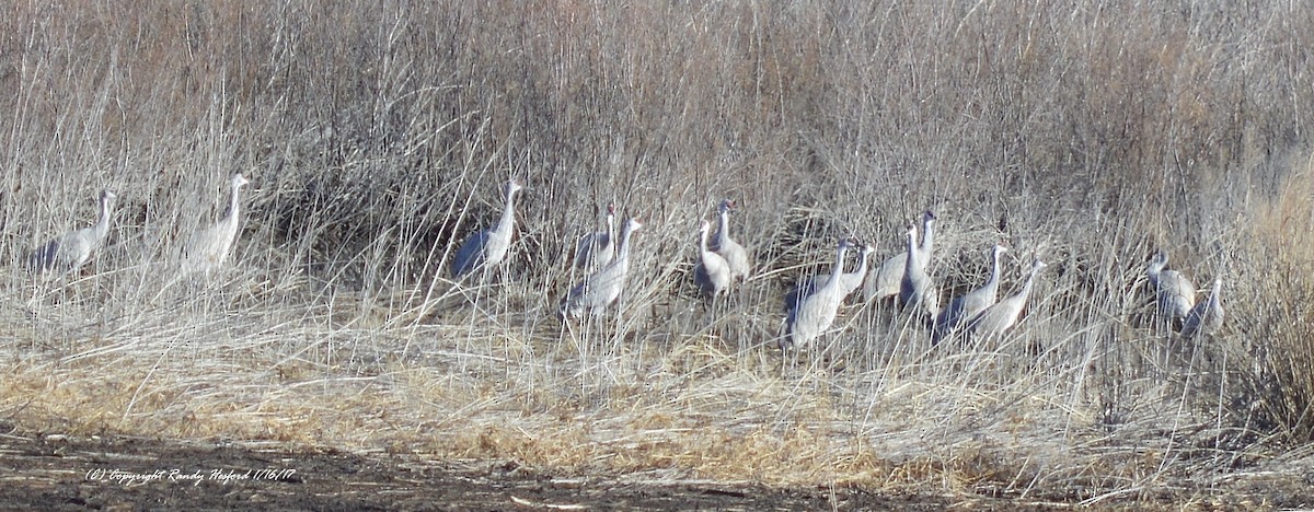 Sandhill Crane - ML131847861