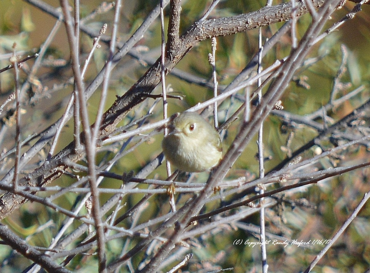 Ruby-crowned Kinglet - Randy Hesford