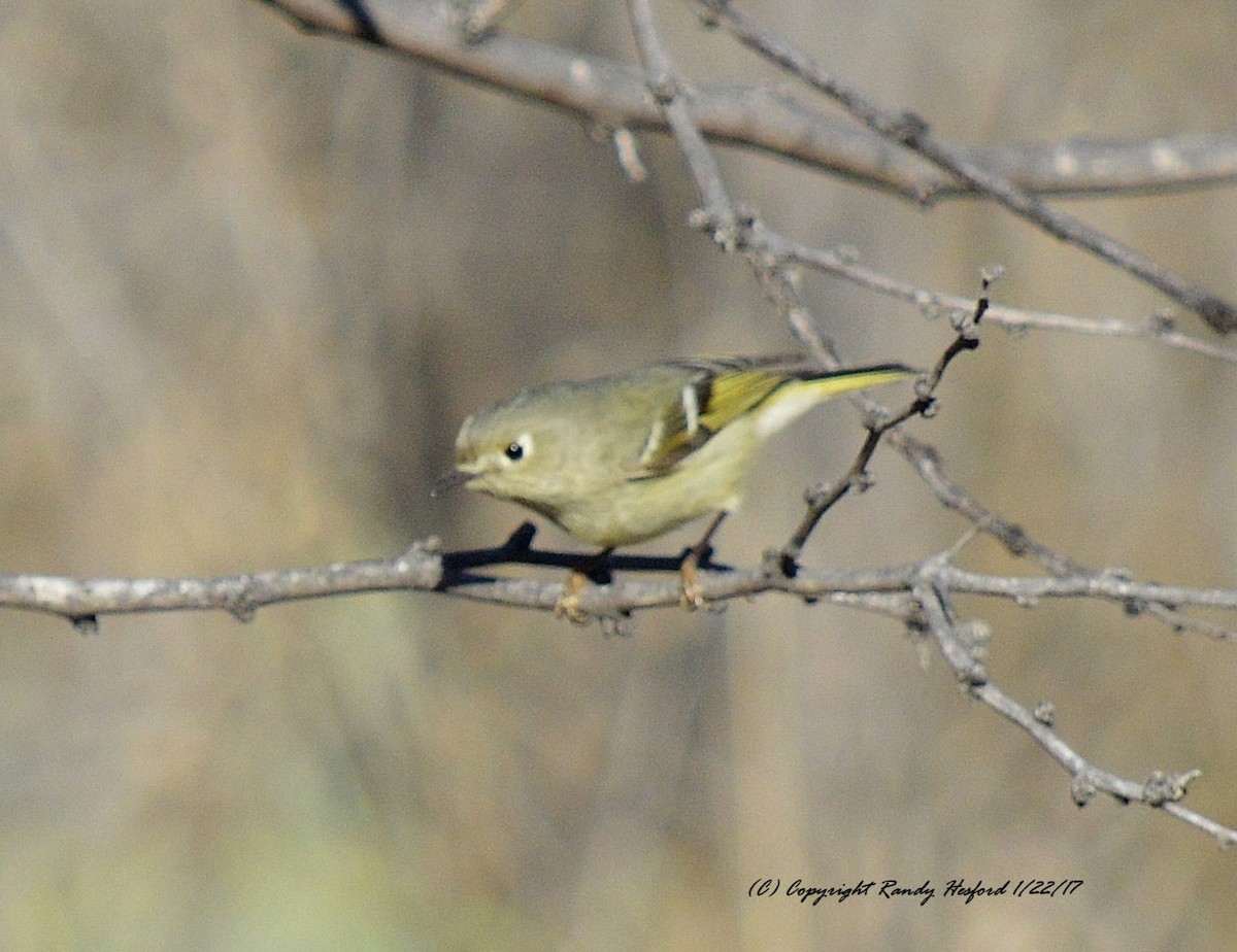 Ruby-crowned Kinglet - Randy Hesford