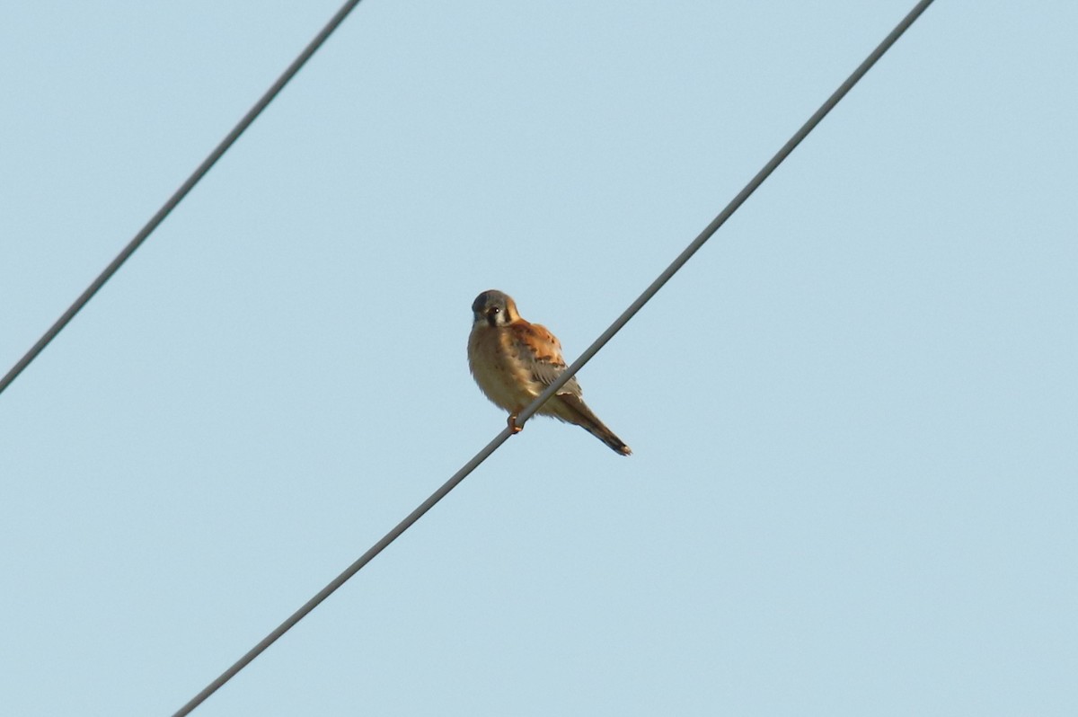 American Kestrel - ML131848581