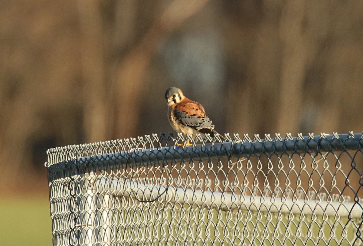 American Kestrel - ML131848671