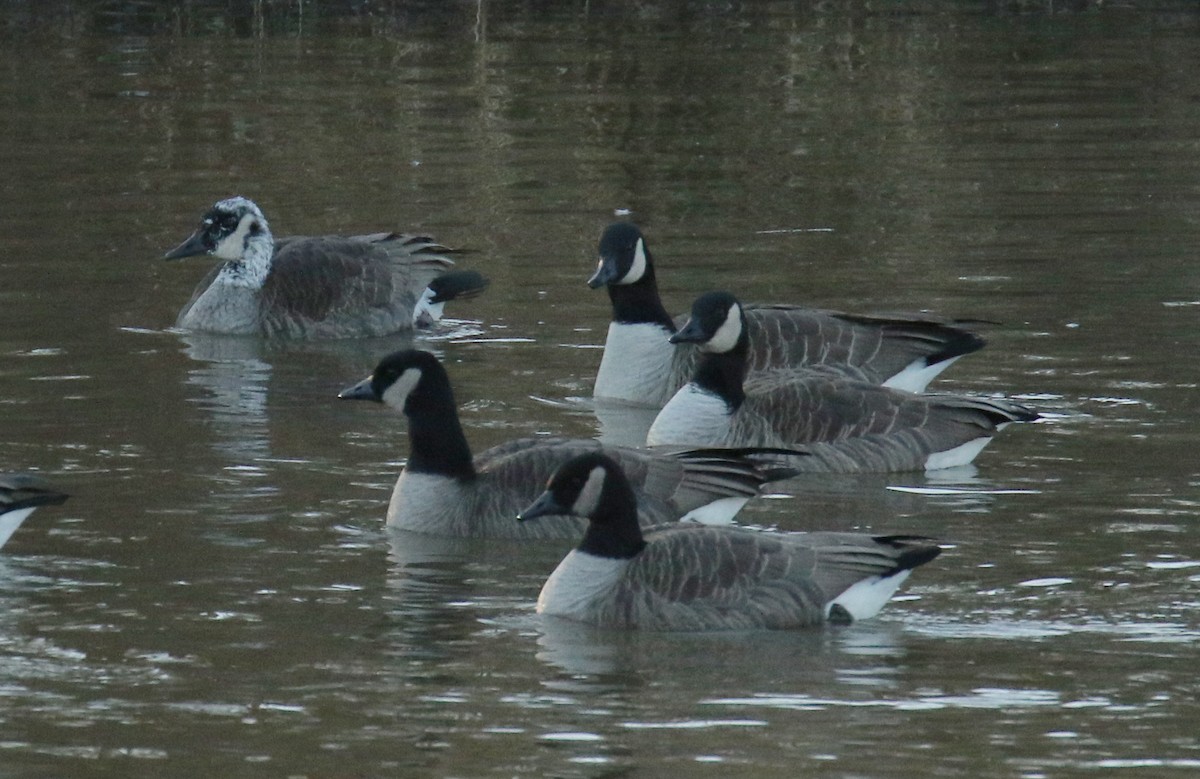 Canada Goose - ML131849271