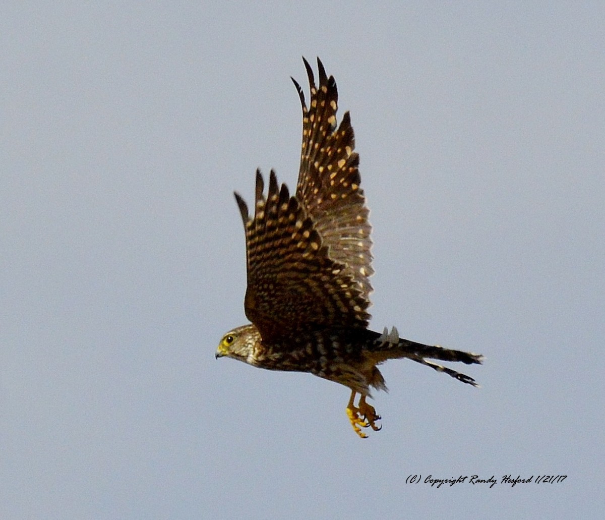 Merlin - Randy Hesford