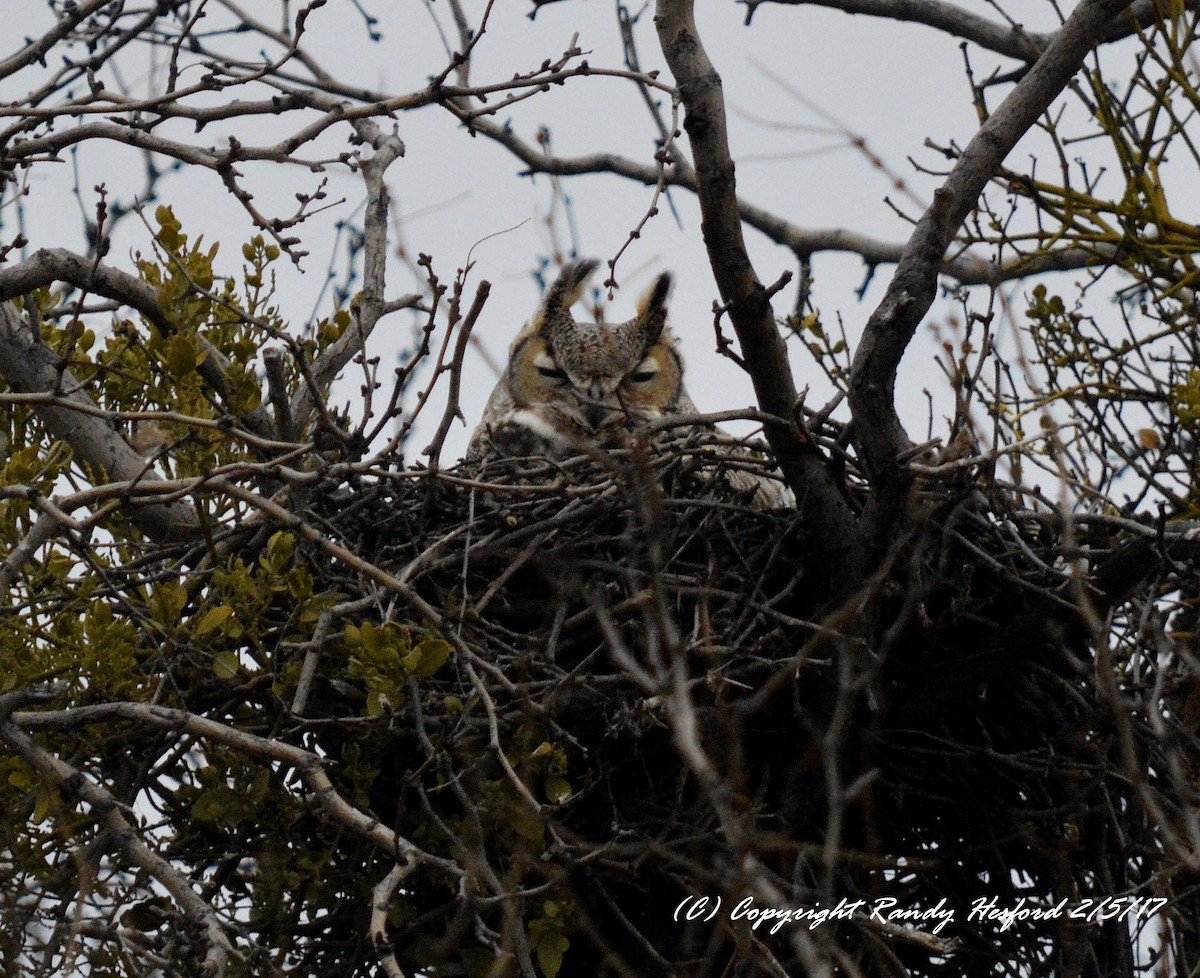 Great Horned Owl - ML131850601