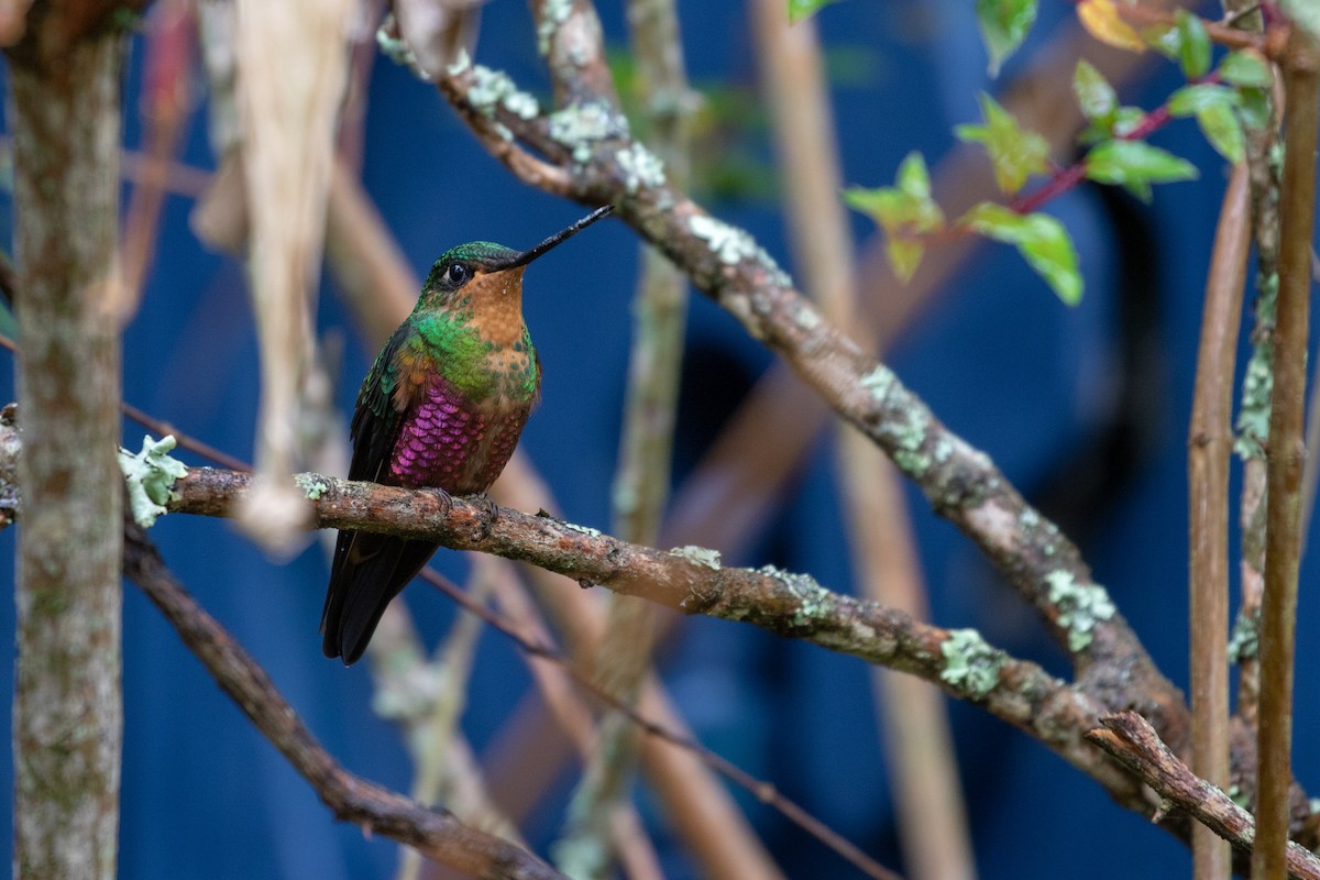 Blue-throated Starfrontlet - ML131850911