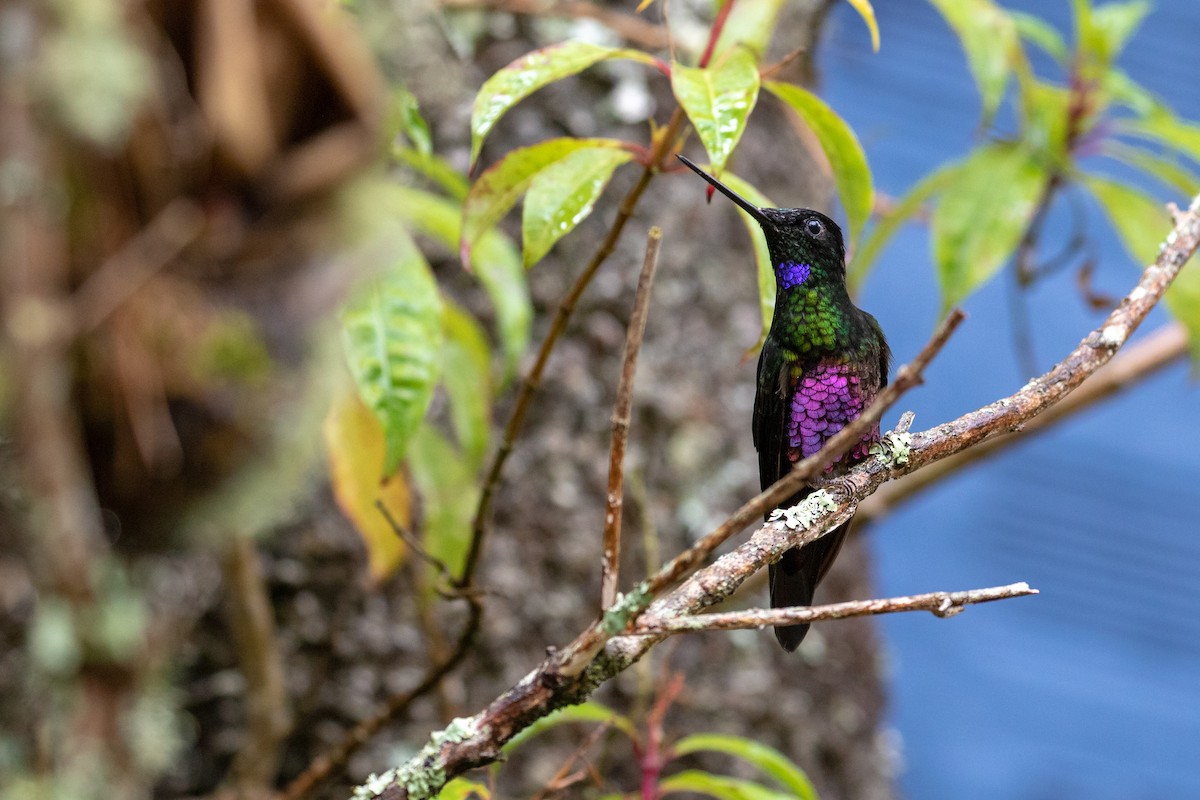 Blue-throated Starfrontlet - ML131850941