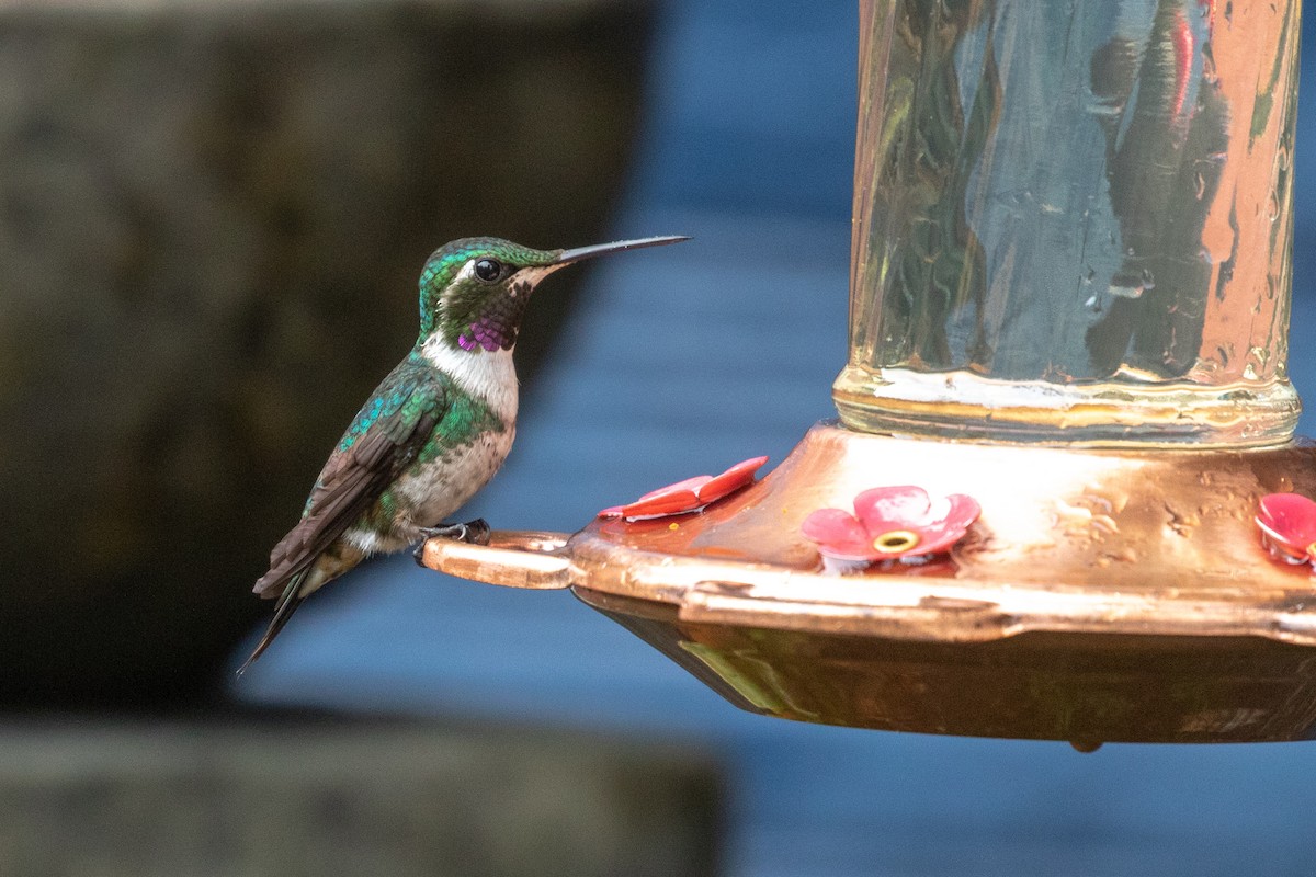 White-bellied Woodstar - ML131851531