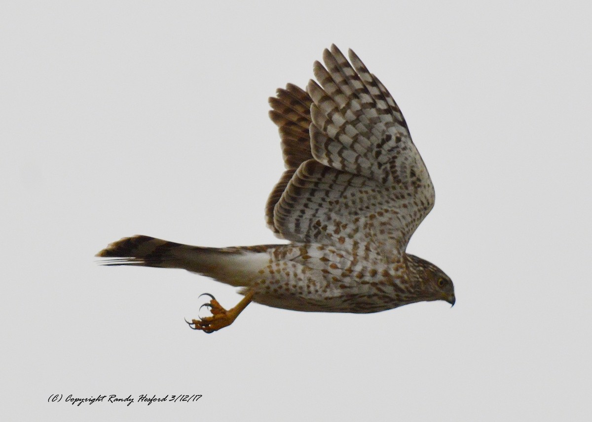 Cooper's Hawk - ML131853541