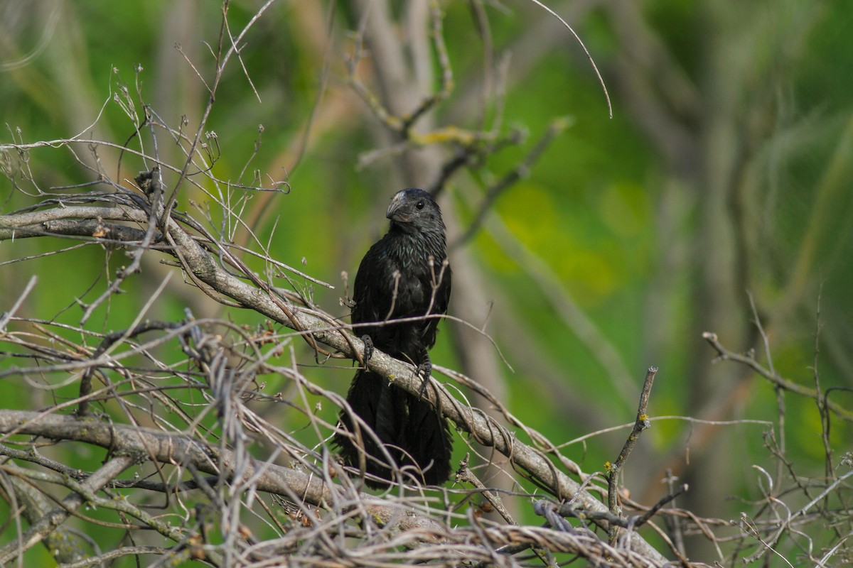 Groove-billed Ani - ML131854801