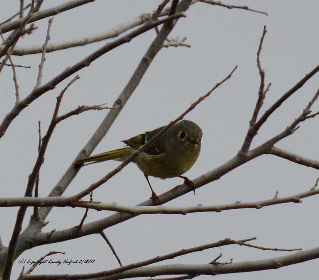 Ruby-crowned Kinglet - Randy Hesford