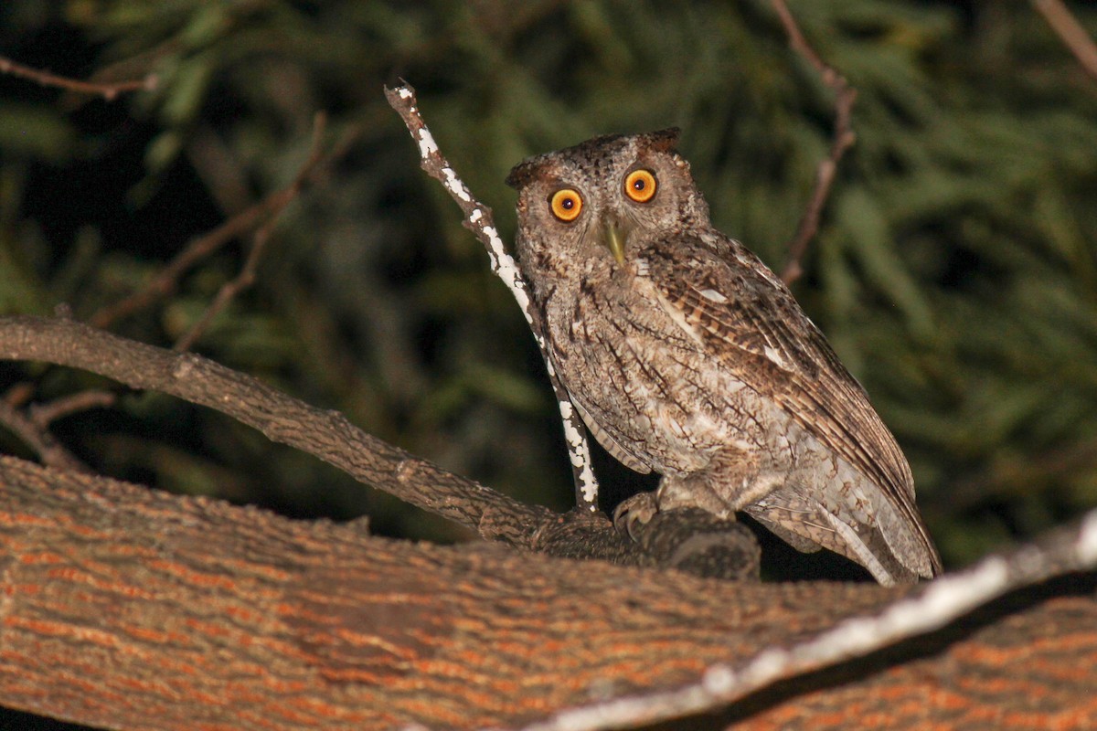 Pacific Screech-Owl - ML131855791