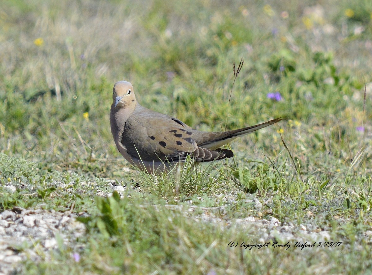 Mourning Dove - Randy Hesford