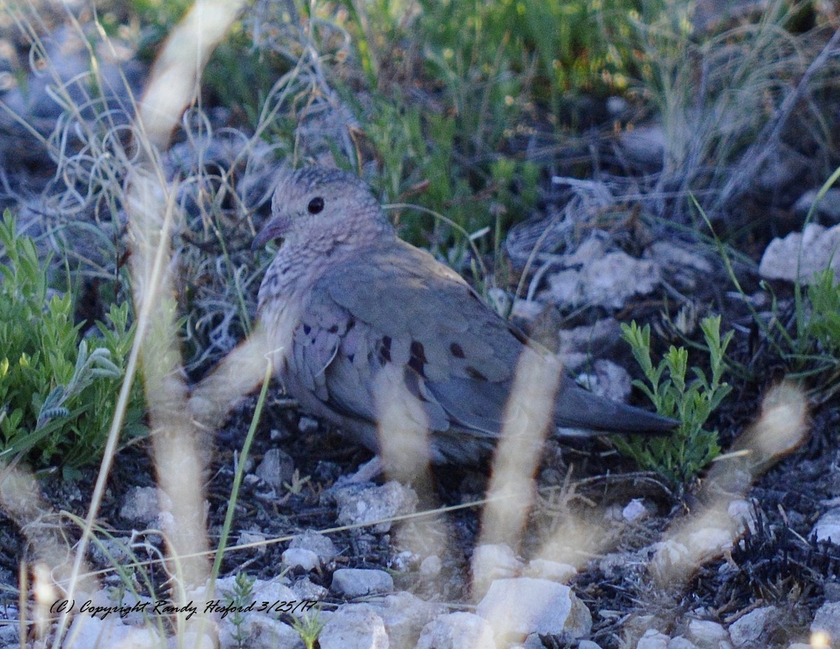 Common Ground Dove - ML131856381