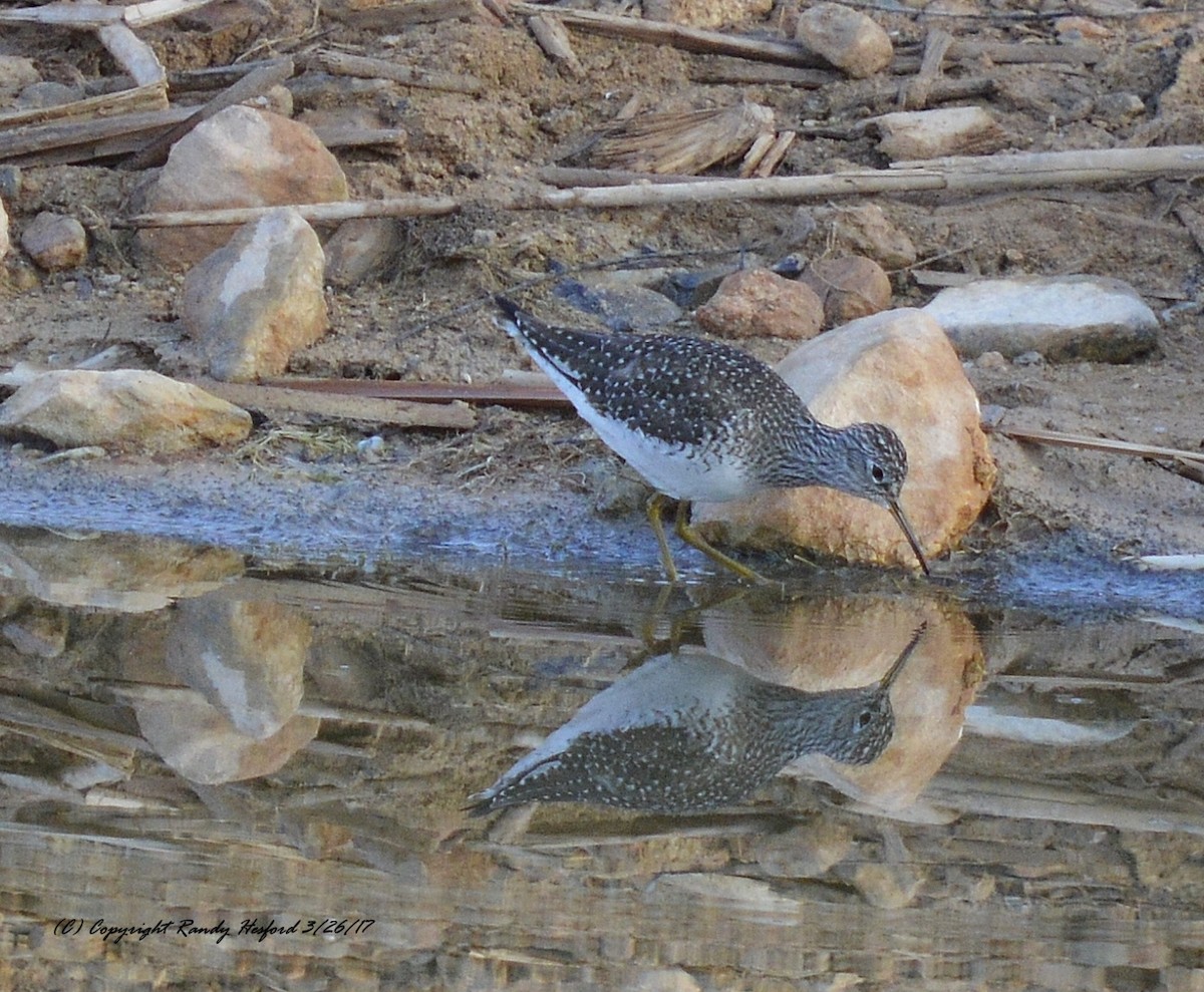 Solitary Sandpiper - ML131856891