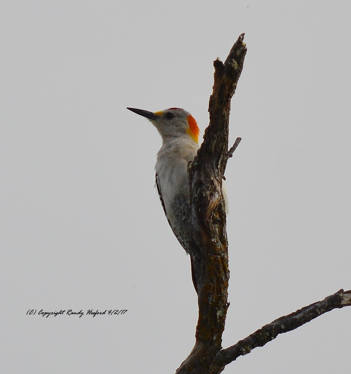 Golden-fronted Woodpecker - Randy Hesford