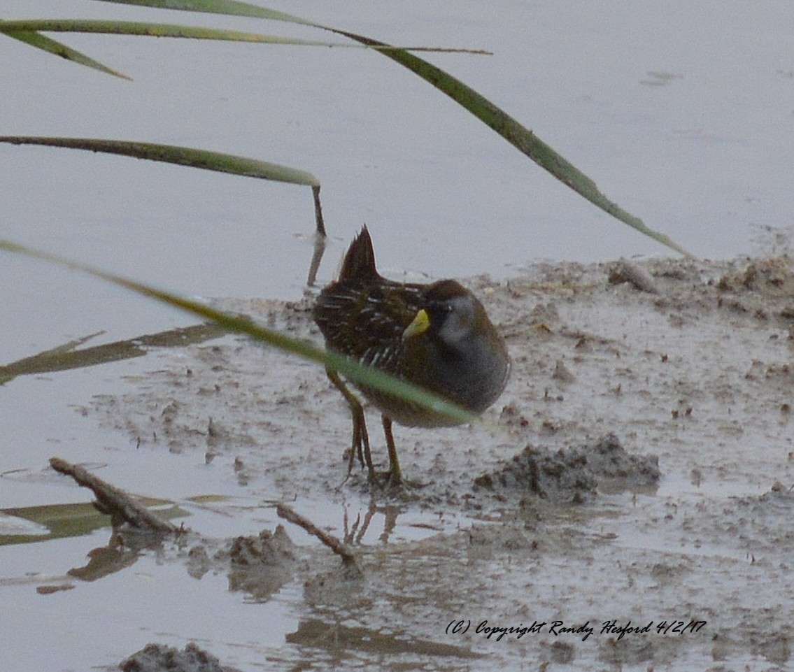 Polluela Sora - ML131858041